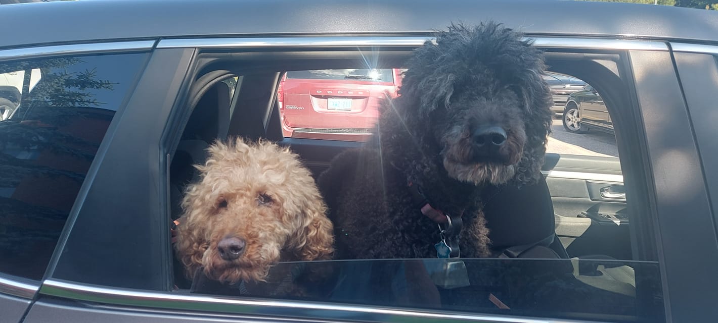 A golden labradoodle and black standard poodle poke their heads out of the rear window of a parked car